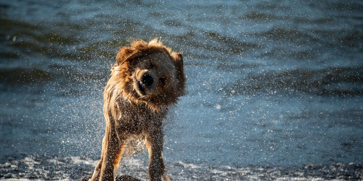 Why Does My Dog Shake and Tremble?