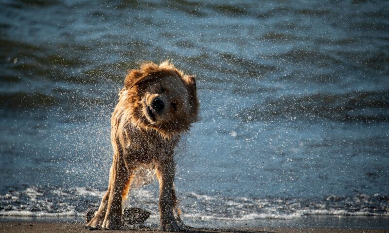 Why Does My Dog Shake and Tremble?