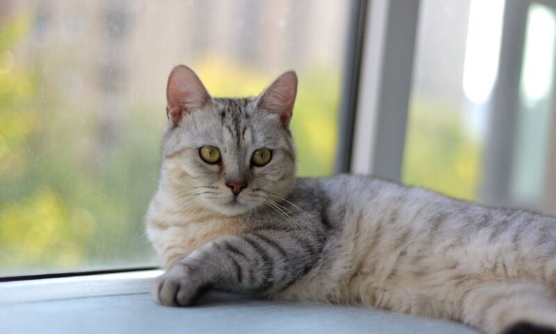 Why Is My Cat Gaining Weight? 9 Honest Causes and What Every Owner Must Do Next