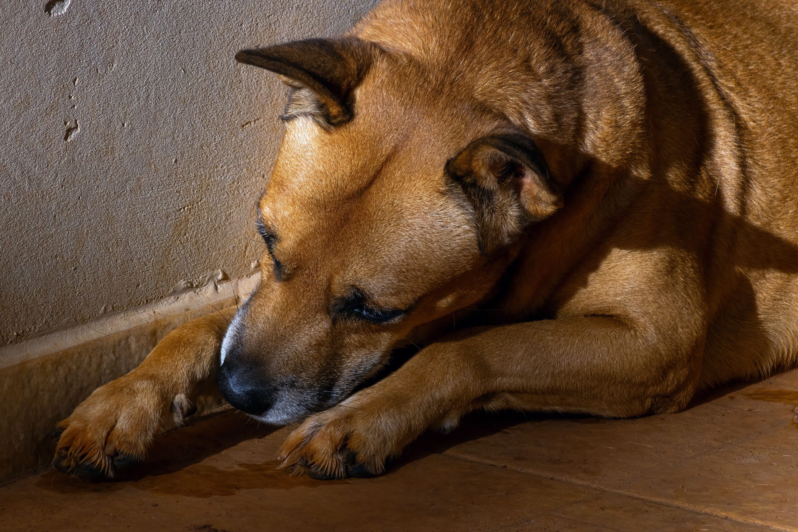 what can i give my dog for pain relief