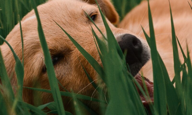Why Does My Dog Eat Grass? (And Should You Be Worried?)