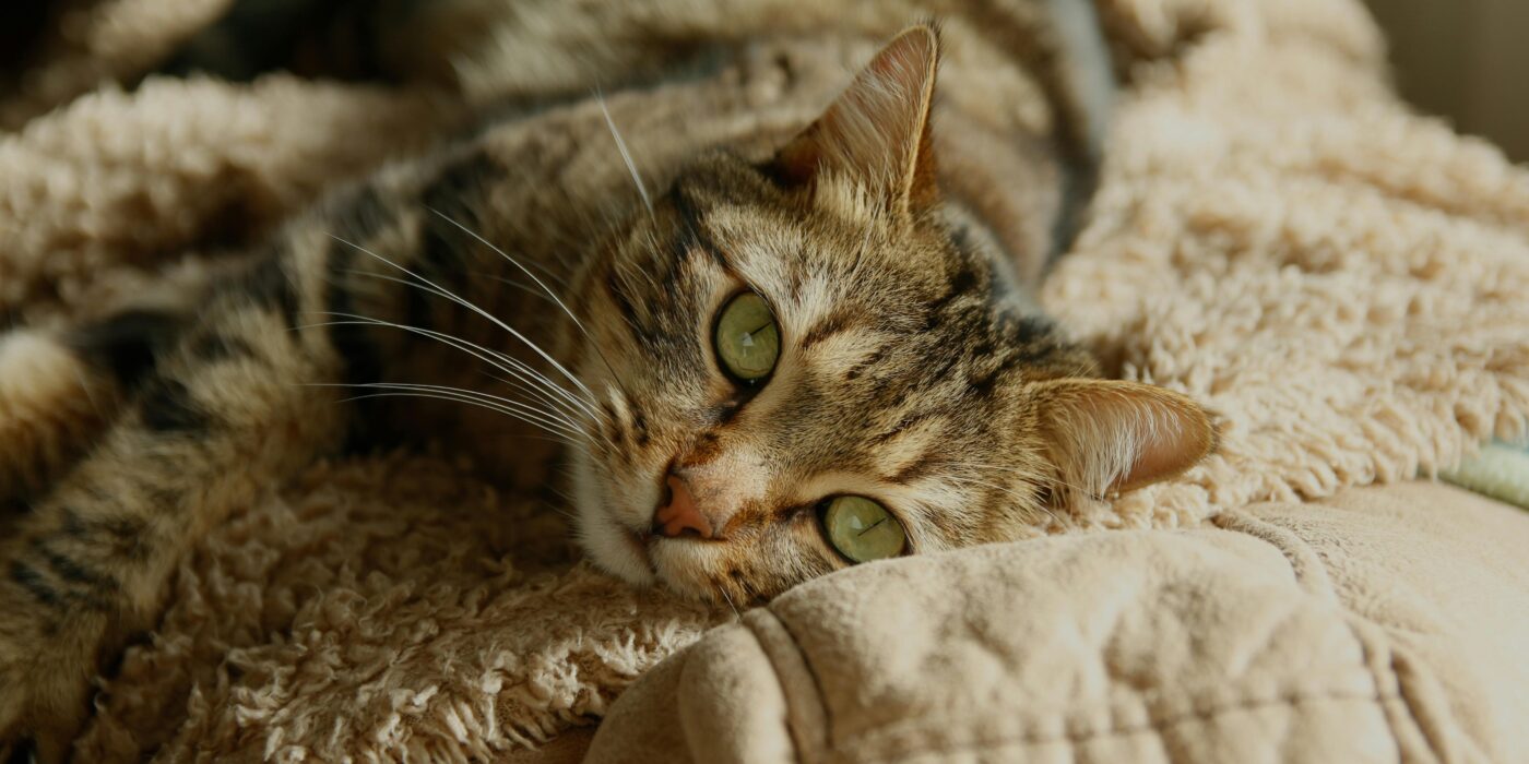Why Does My Cat Slow-Blink at Me? (The Science of the Cat Kiss)