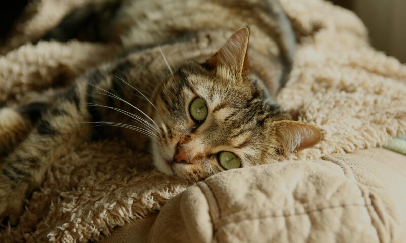 Why Does My Cat Slow-Blink at Me? (The Science of the Cat Kiss)