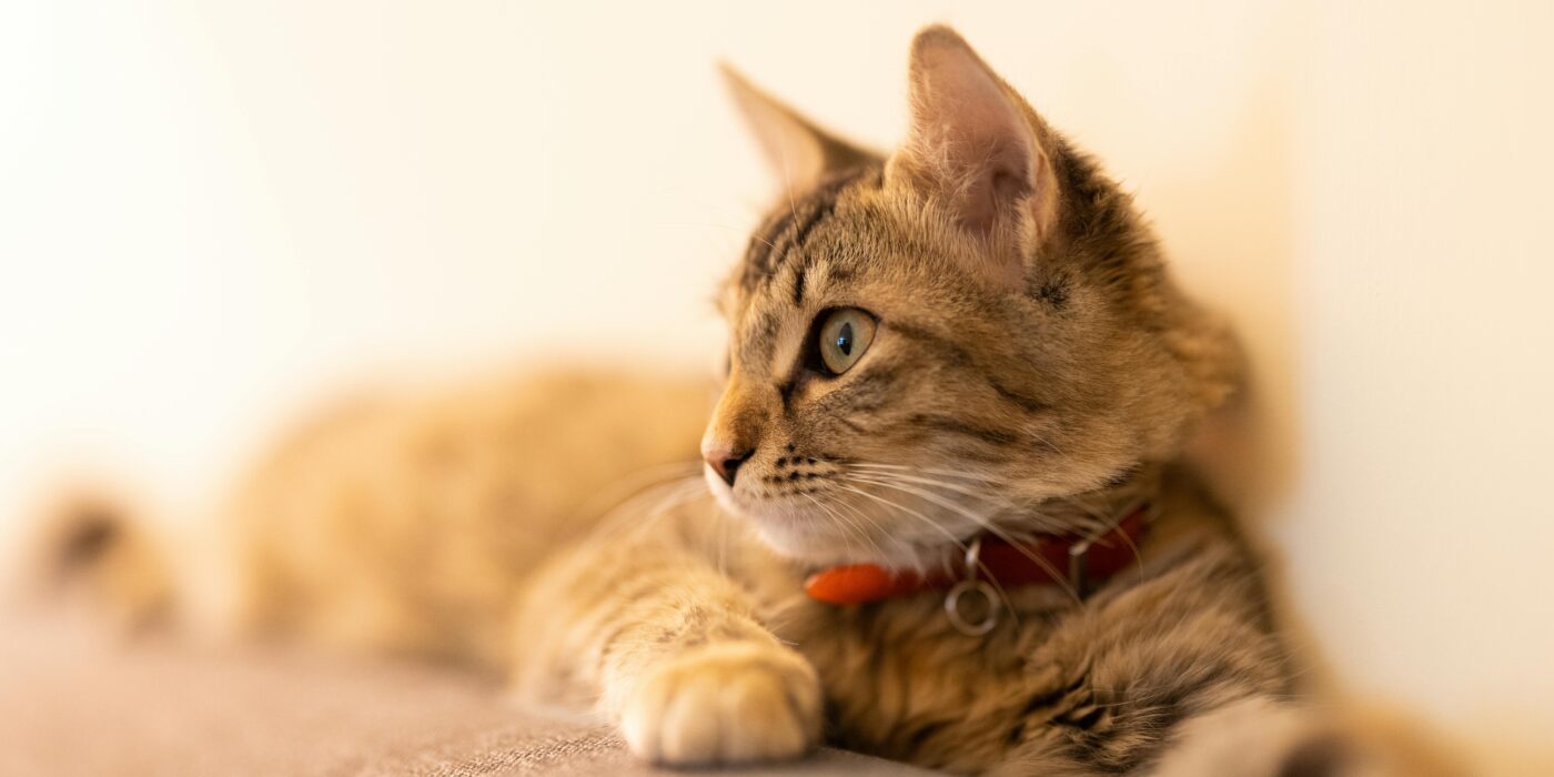 Cat Coughing and Sneezing Together: Causes, Urgency Levels, and What to Do