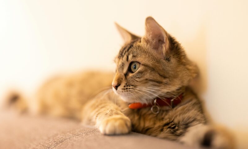 Why Does My Cat Ignore Its Water Bowl? The Strange Science Behind How Cats Choose to Drink