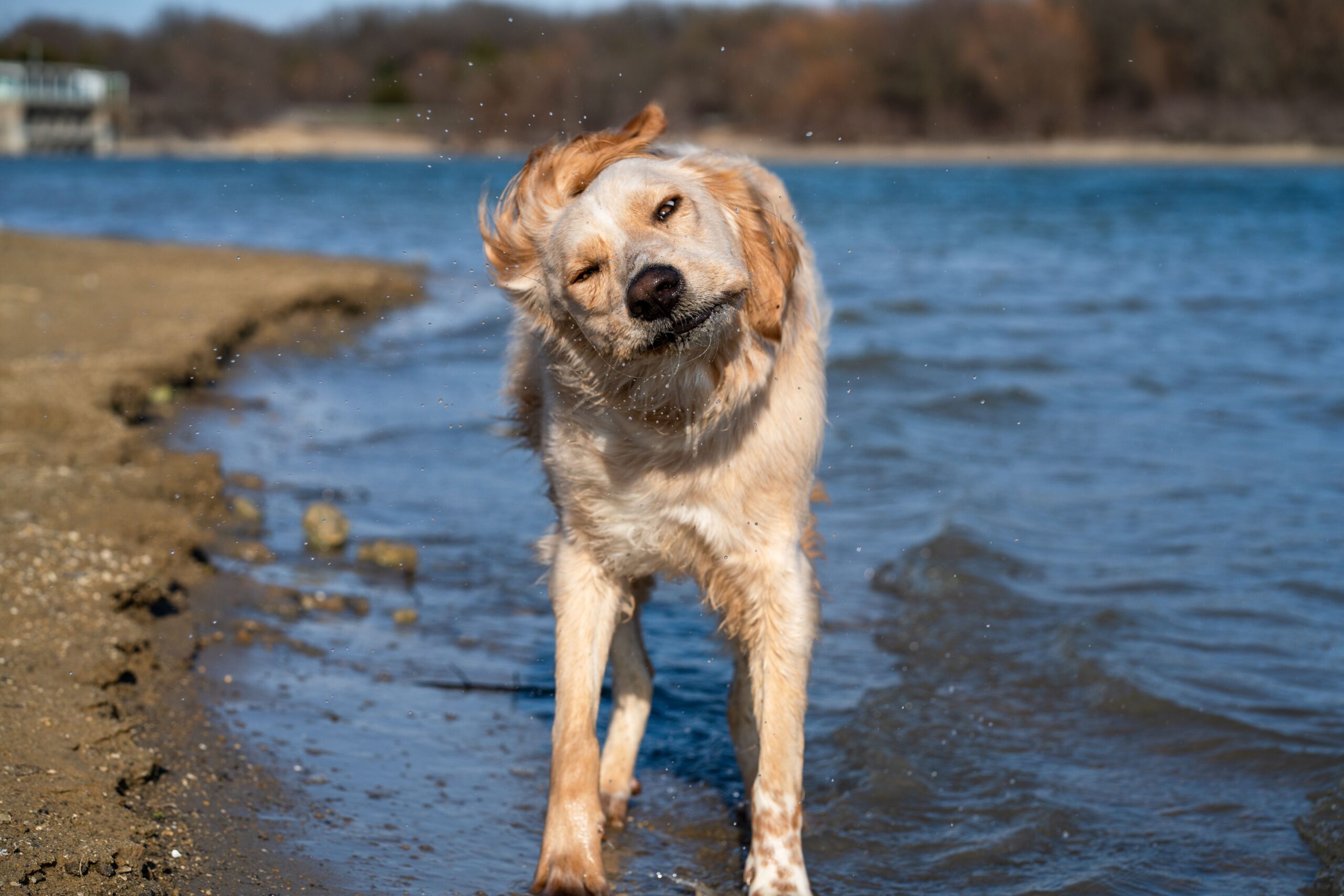 why does my dog shake and tremble