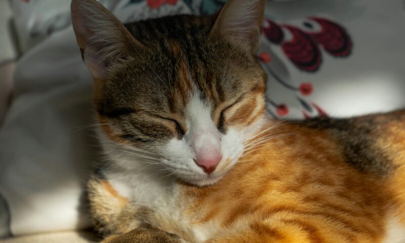 Do Cats Miss Their Owners? (Yes. They’re Just Not Going to Make a Thing of It.)