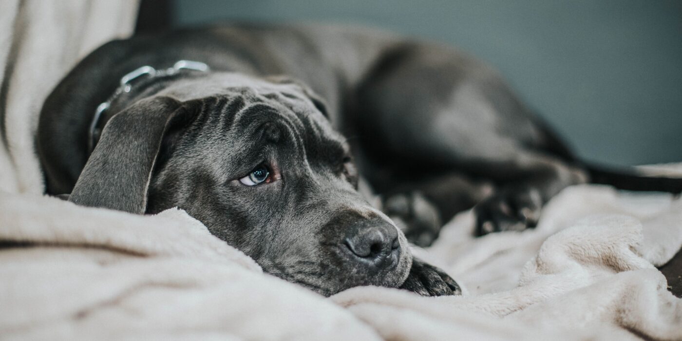 What Home Remedy Can I Give My Dog for Diarrhea? 9 Safe Fixes and 3 to Avoid