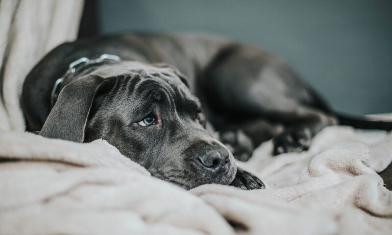 What Home Remedy Can I Give My Dog for Diarrhea? 9 Safe Fixes and 3 to Avoid