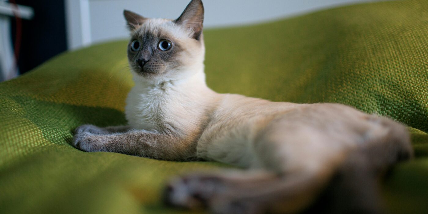 Why Is My Cat Meowing So Much? (What It Actually Means)