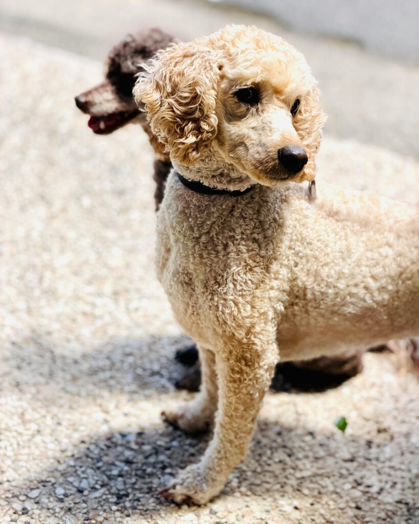 A dog looking directly at the camera