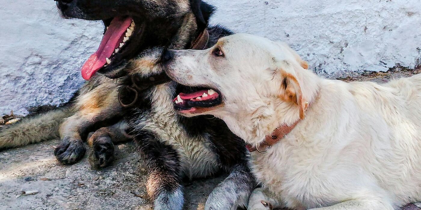 What Can I Give My Dog for Pain Relief?