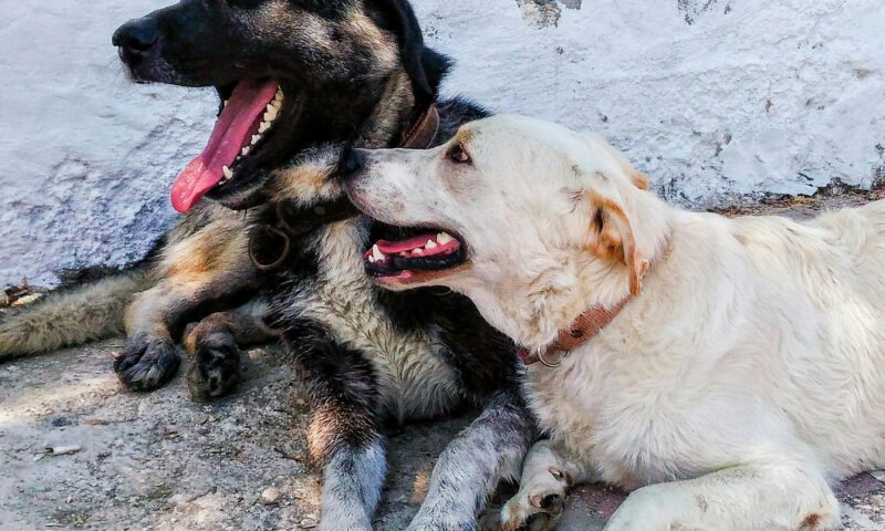 What Can I Give My Dog for Pain Relief?