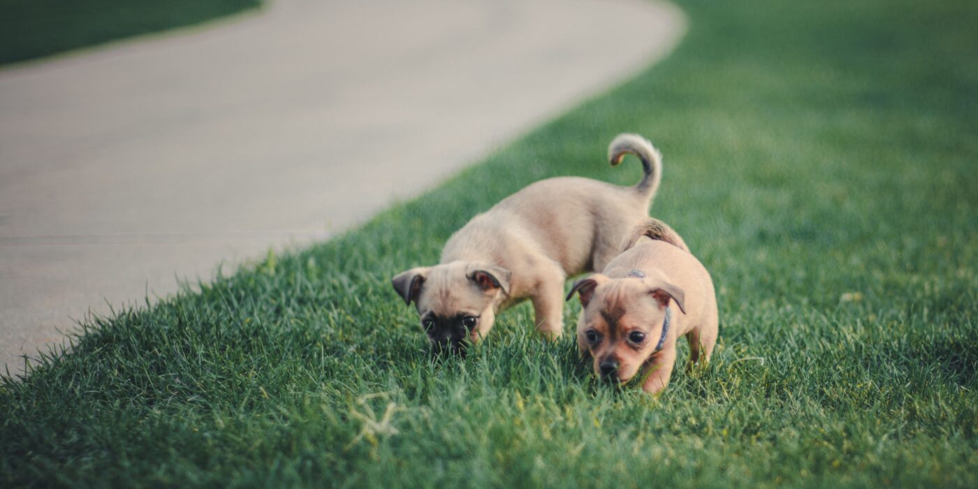 How Big Will My Puppy Get