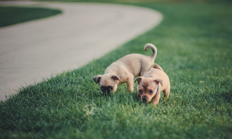 How Big Will My Puppy Get