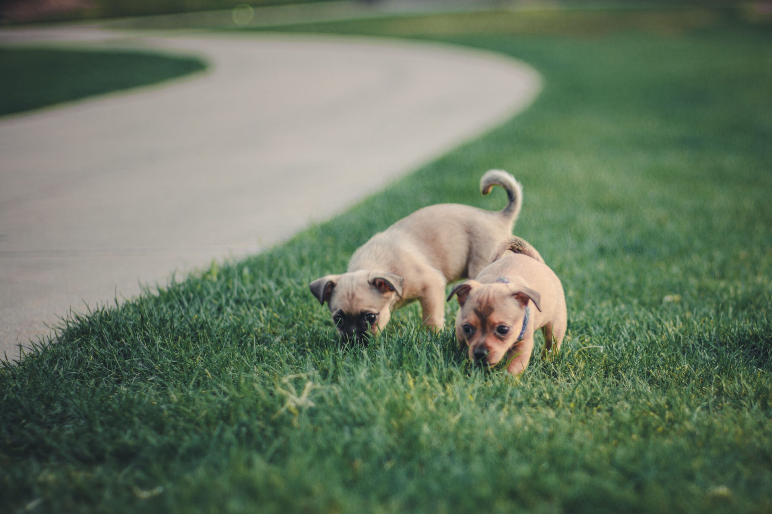 how big will my puppy get