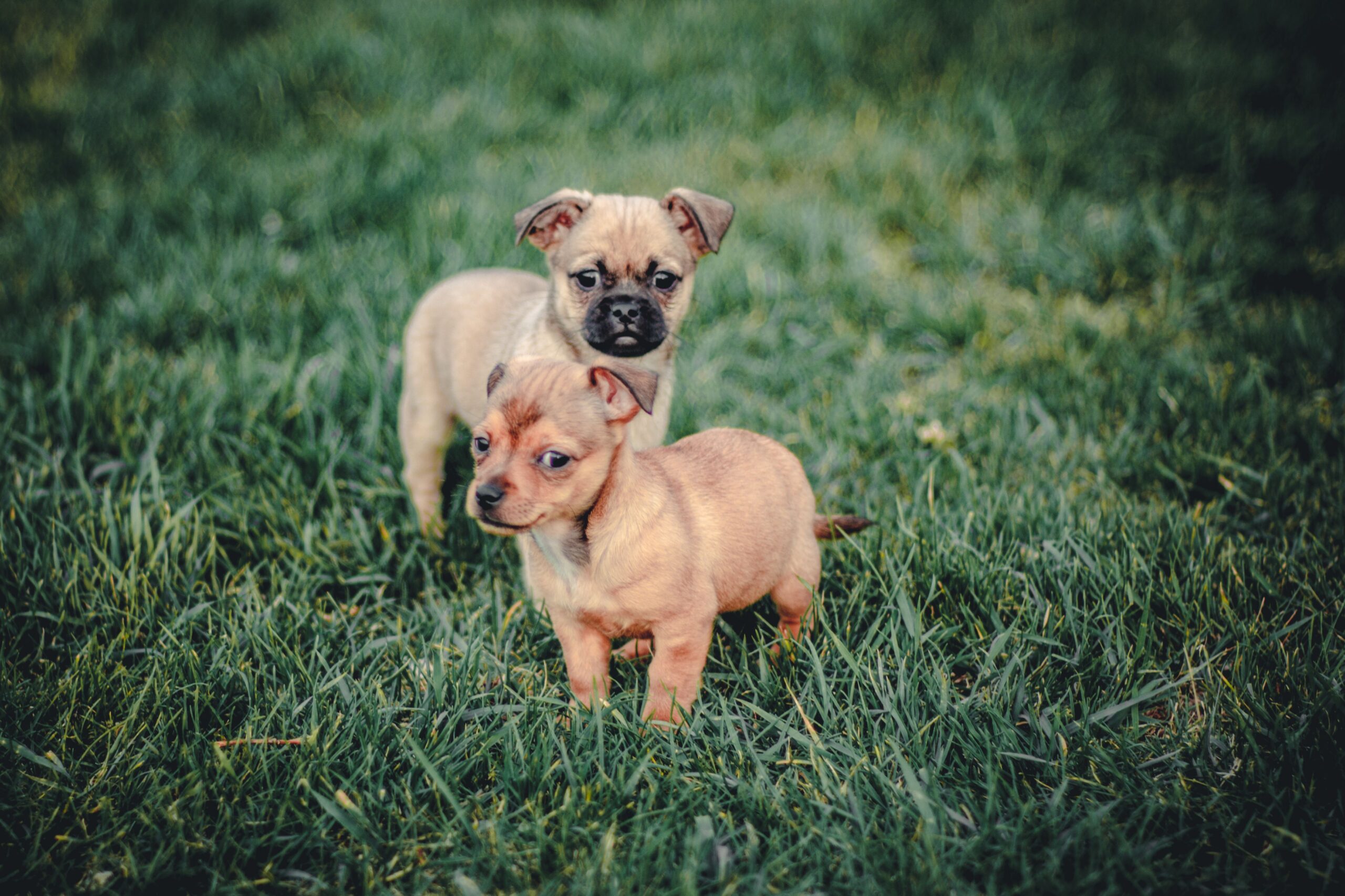 how big will my puppy get
