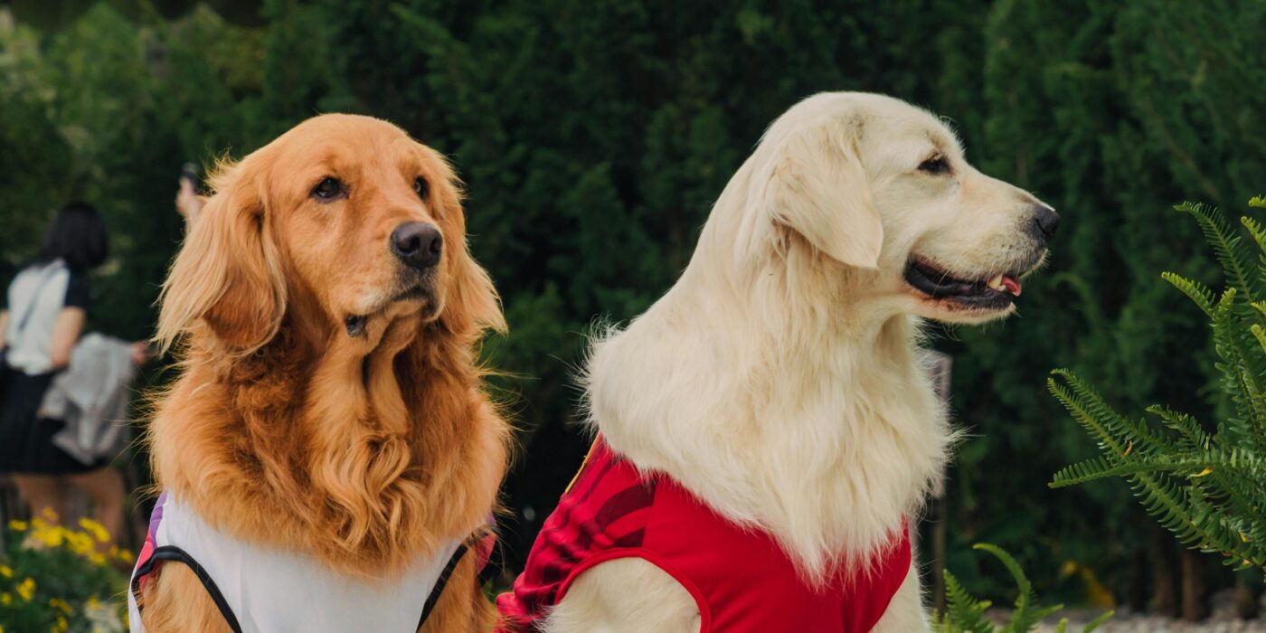 Signs Your Dog is in Pain