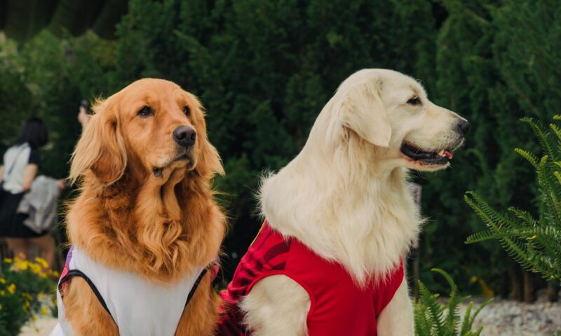 Signs Your Dog is in Pain