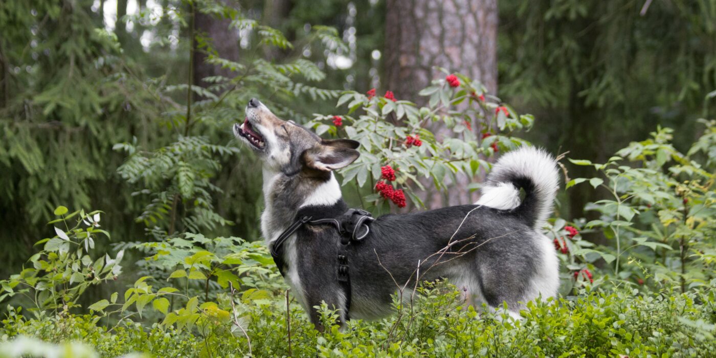 Why Do Dogs Howl? 6 Real Reasons Explained
