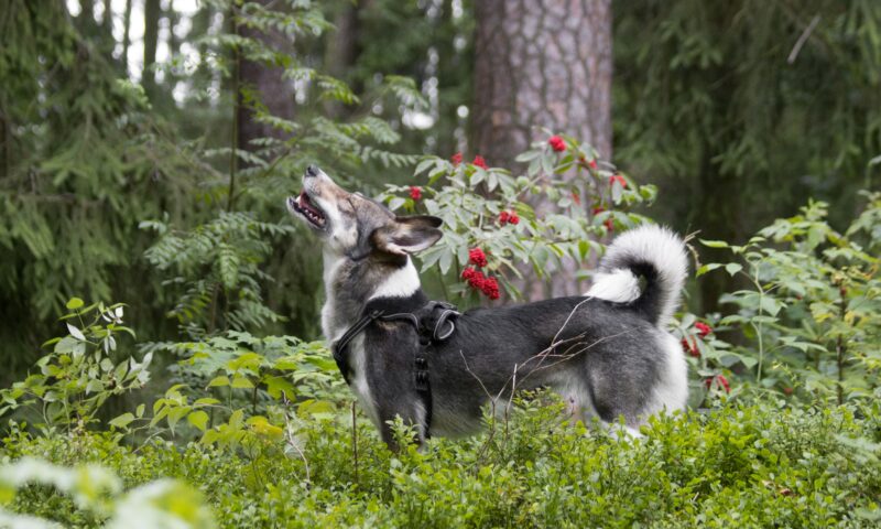 Why Do Dogs Howl? 6 Real Reasons Explained