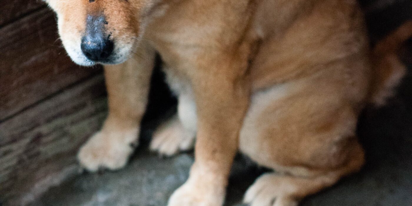 Dog Stomach Gurgling and Not Eating
