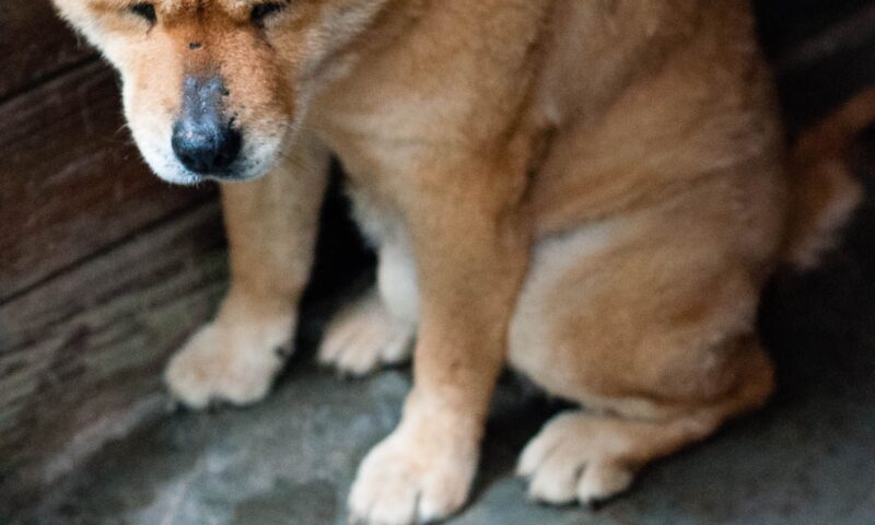 Dog Stomach Gurgling and Not Eating
