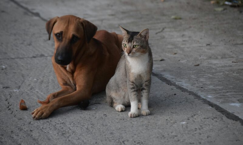 Why Does My Dog Lick Me? (The Real Reasons, From Sweet to Slightly Gross)