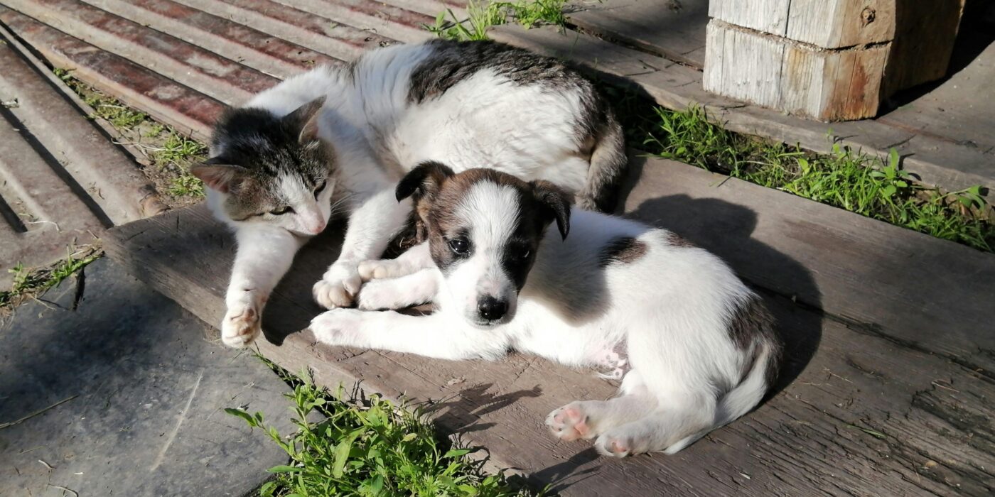 What to Feed a Sick Dog With No Appetite